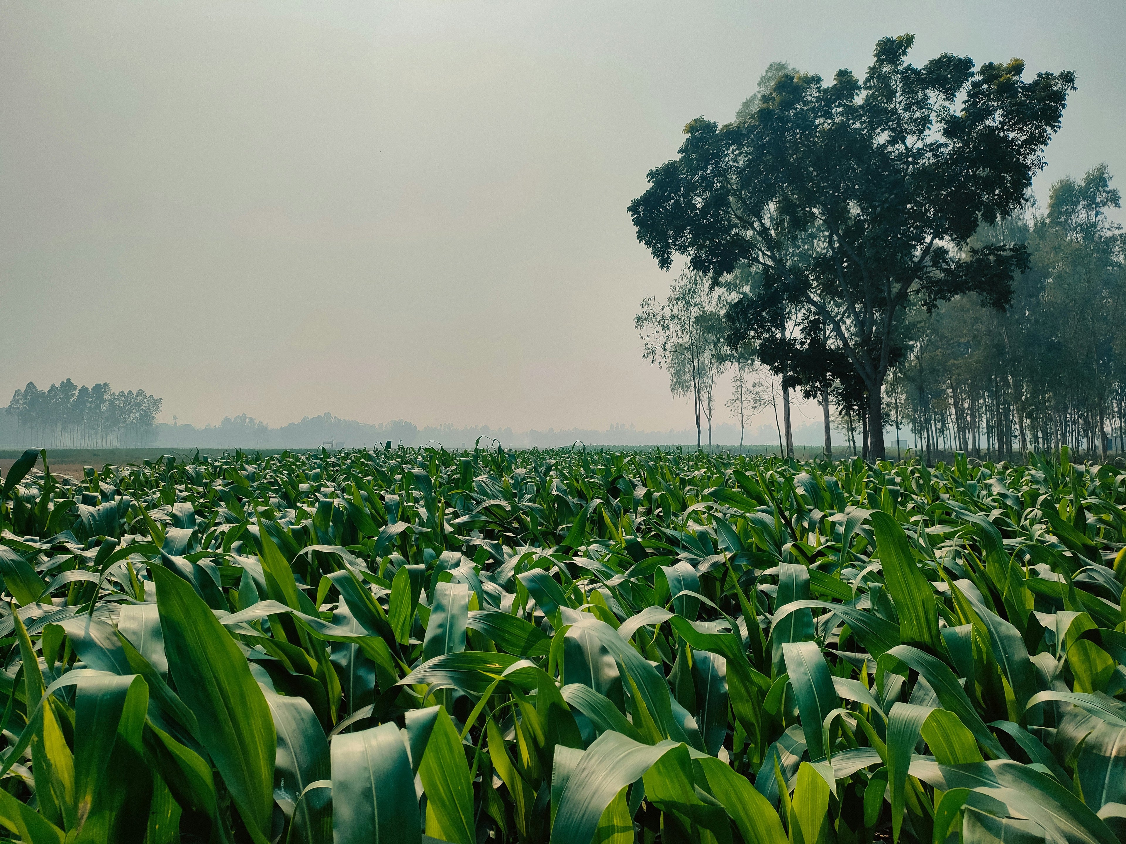 Carbon Farming Opportunities for African Smallholder Farmers